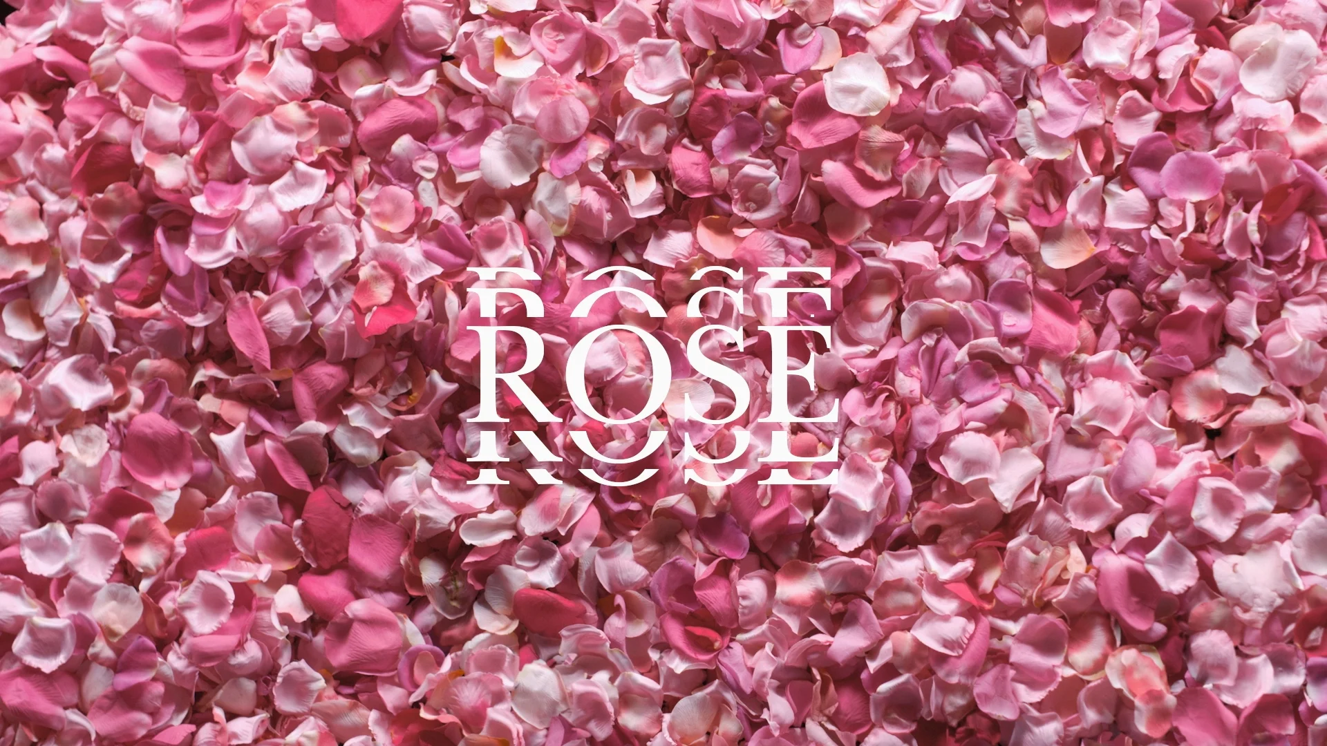 Gallery_Roses_002